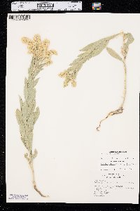 Solidago mollis image