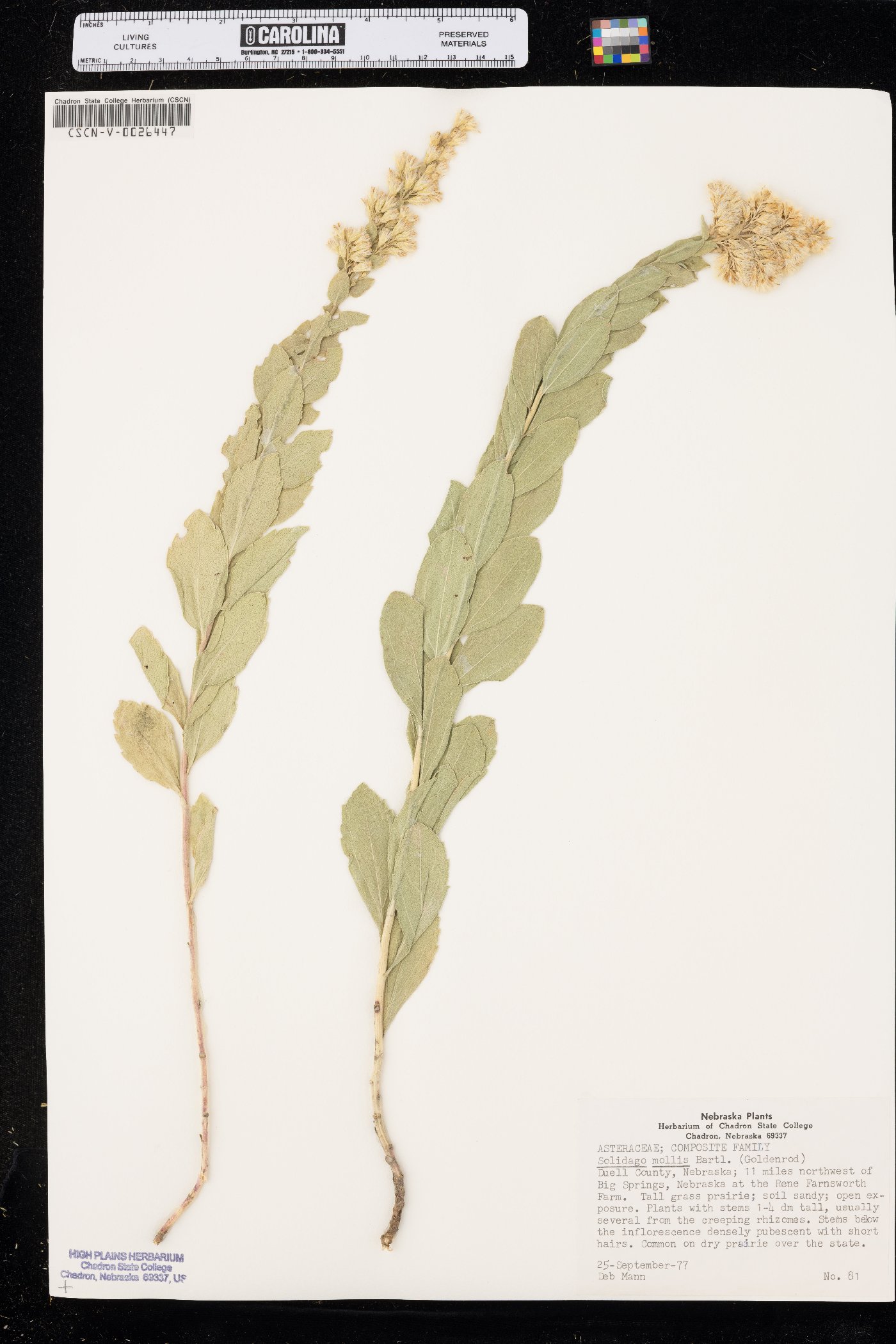 Solidago mollis image