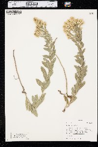 Solidago mollis image