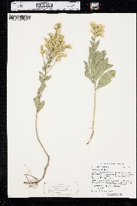 Solidago mollis image