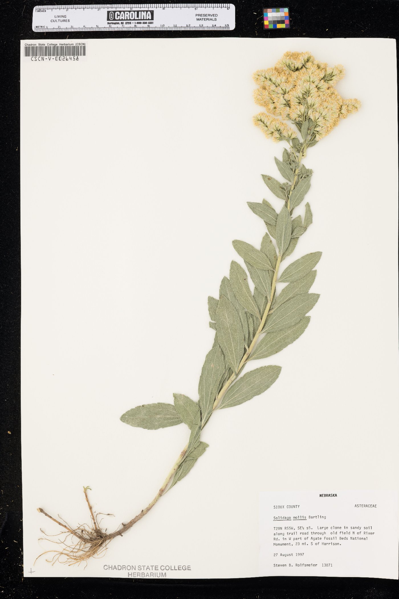 Solidago mollis image