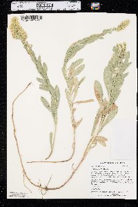 Solidago mollis image