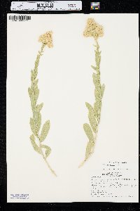 Solidago mollis image