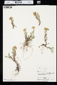 Solidago multiradiata image