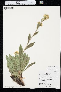 Solidago multiradiata image