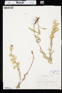 Solidago nemoralis subsp. decemflora image