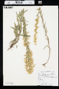 Solidago nemoralis subsp. decemflora image