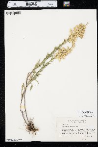 Solidago nemoralis subsp. decemflora image