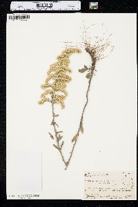 Solidago nemoralis var. nemoralis image