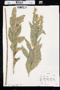 Solidago petiolaris image