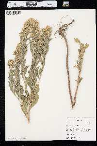 Solidago petiolaris image