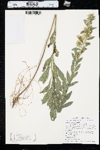 Solidago petiolaris image