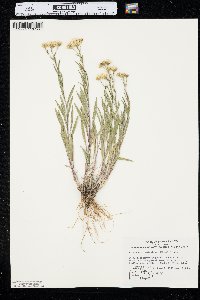 Solidago ptarmicoides image