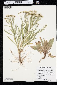 Solidago ptarmicoides image