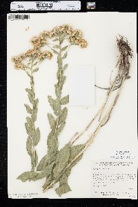 Solidago rigida image