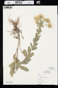 Solidago rigida image