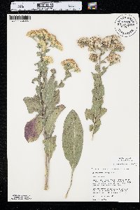 Solidago rigida image