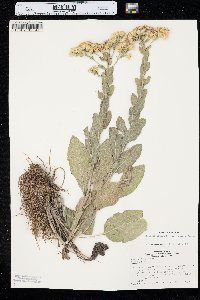 Solidago rigida image