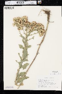 Solidago rigida image