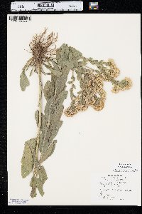 Solidago rigida image