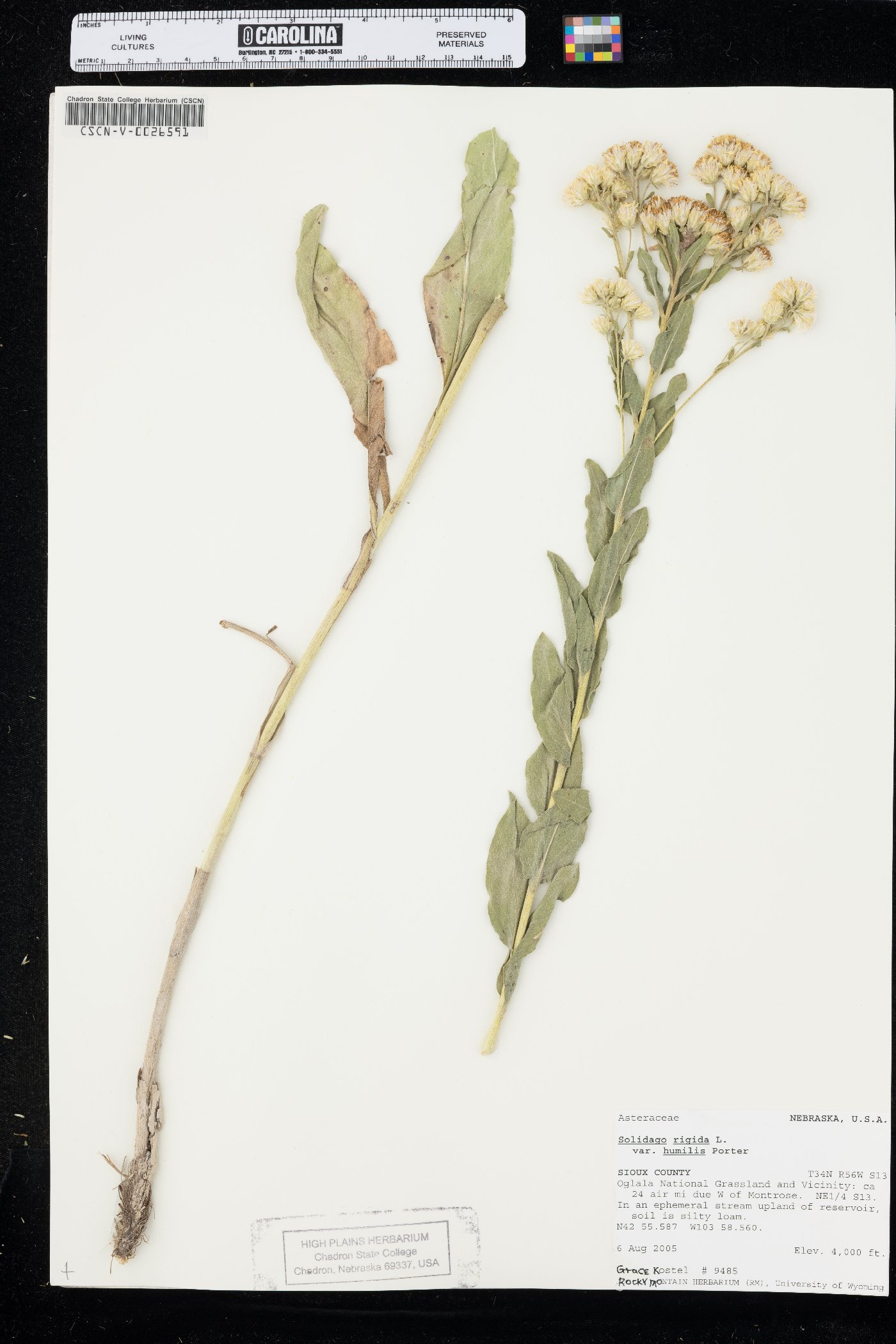 Solidago rigida var. humilis image