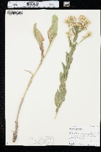 Solidago rigida image