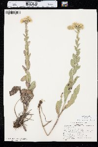 Solidago rigida image