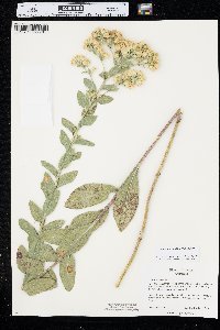 Solidago rigida image