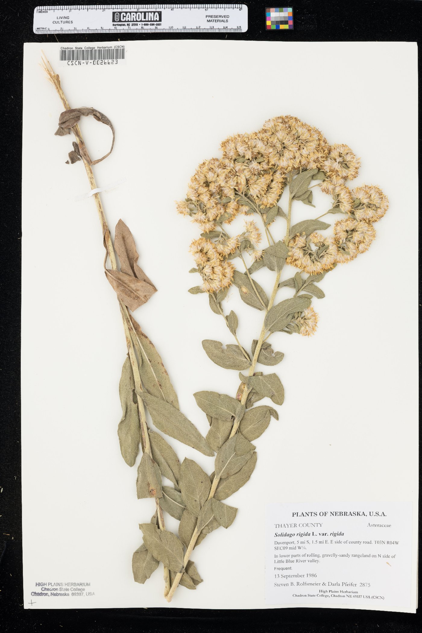 Solidago rigida var. rigida image