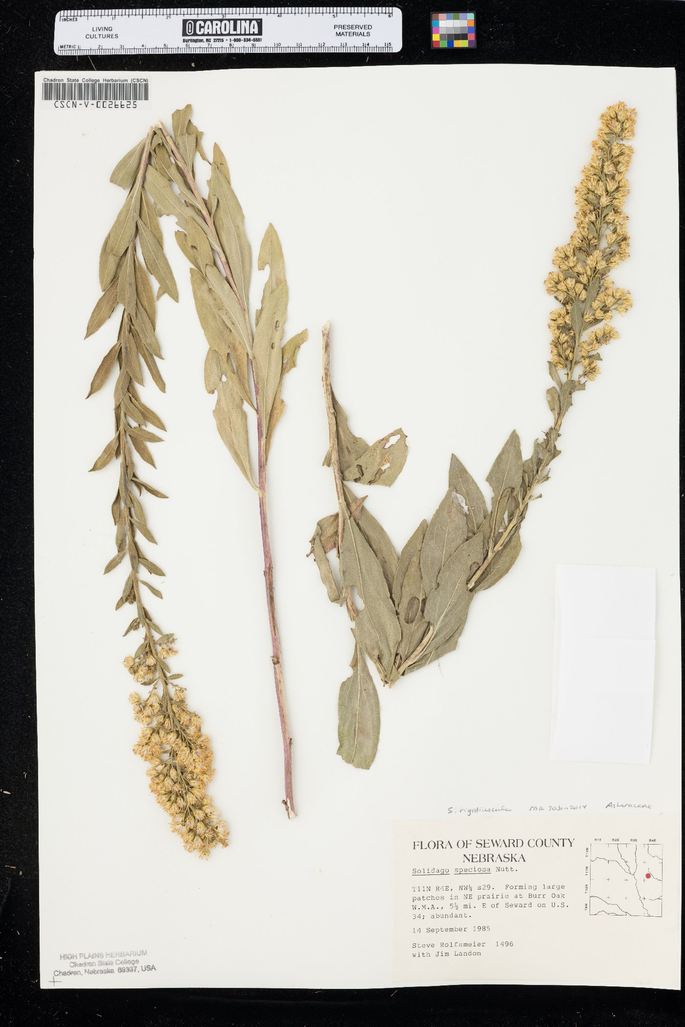 Solidago rigidiuscula image