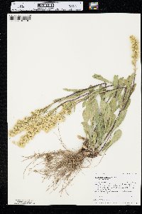 Solidago simplex var. simplex image