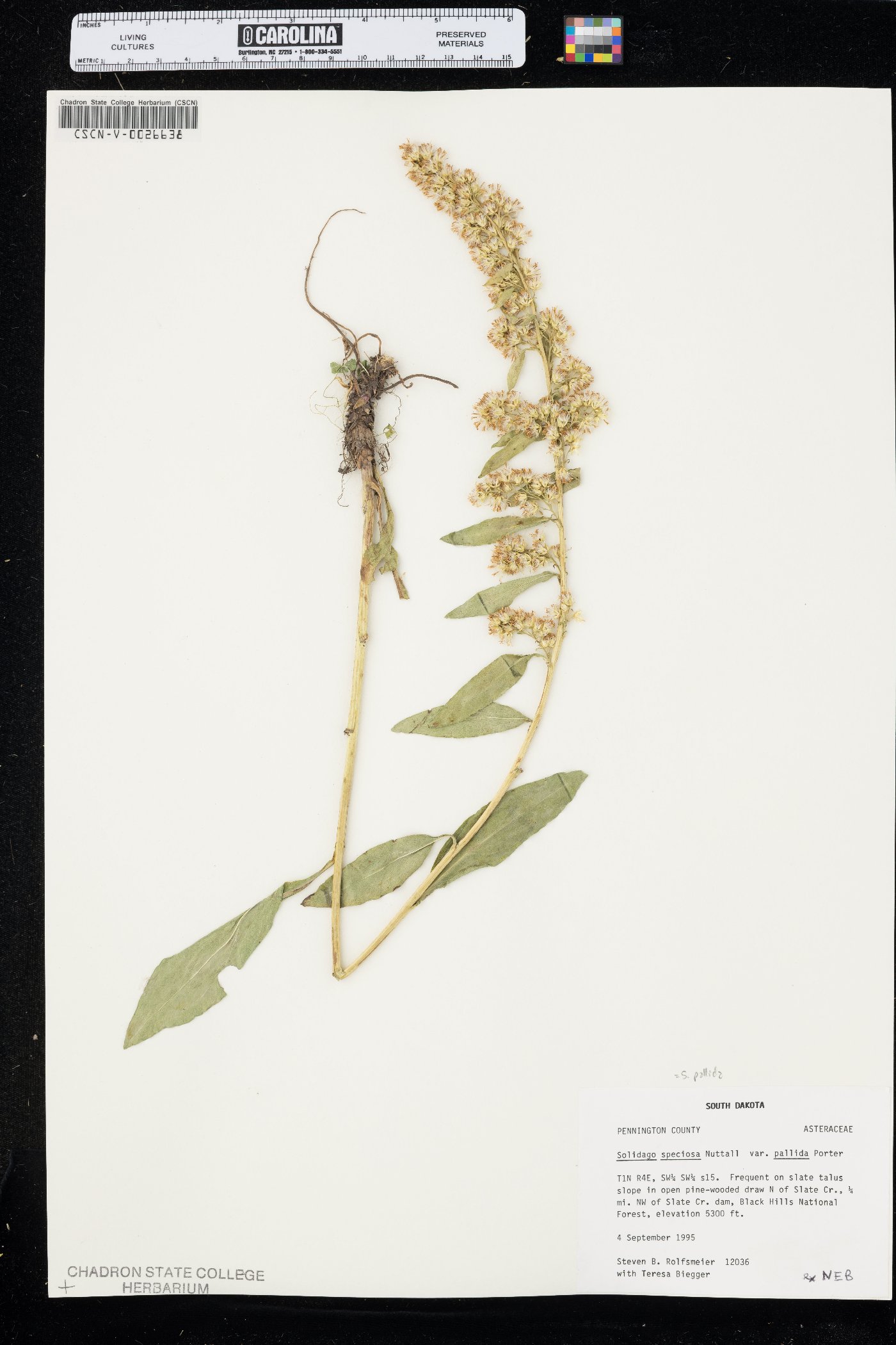 Solidago pallida image