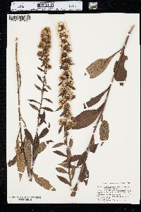 Solidago squarrosa image