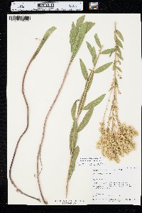 Solidago velutina image