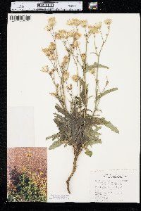 Sonchus arvensis image