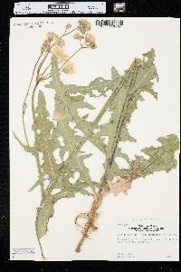 Sonchus arvensis image