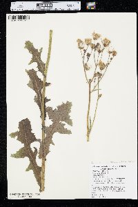 Sonchus arvensis image