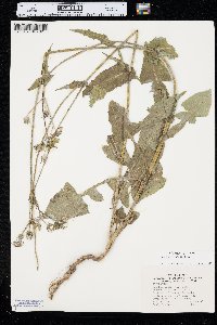 Sonchus oleraceus image