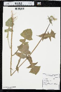 Sonchus oleraceus image