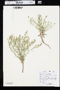 Stephanomeria runcinata image