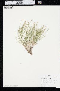 Stephanomeria runcinata image