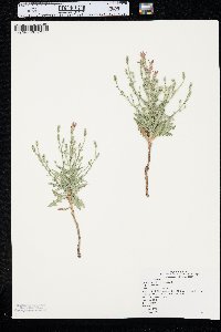 Stephanomeria runcinata image