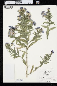 Symphyotrichum novae-angliae image