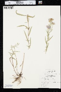 Symphyotrichum ascendens image