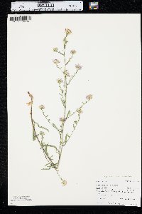 Symphyotrichum ascendens image