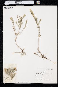 Symphyotrichum ericoides image