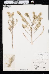 Symphyotrichum ericoides image