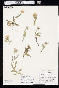 Symphyotrichum foliaceum var. apricum image