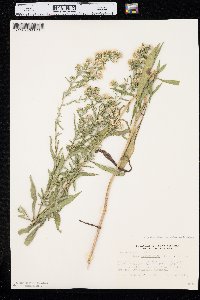 Symphyotrichum lanceolatum var. lanceolatum image