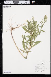 Symphyotrichum lanceolatum var. hesperium image